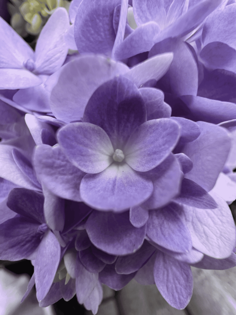 A flower near Food Court 1