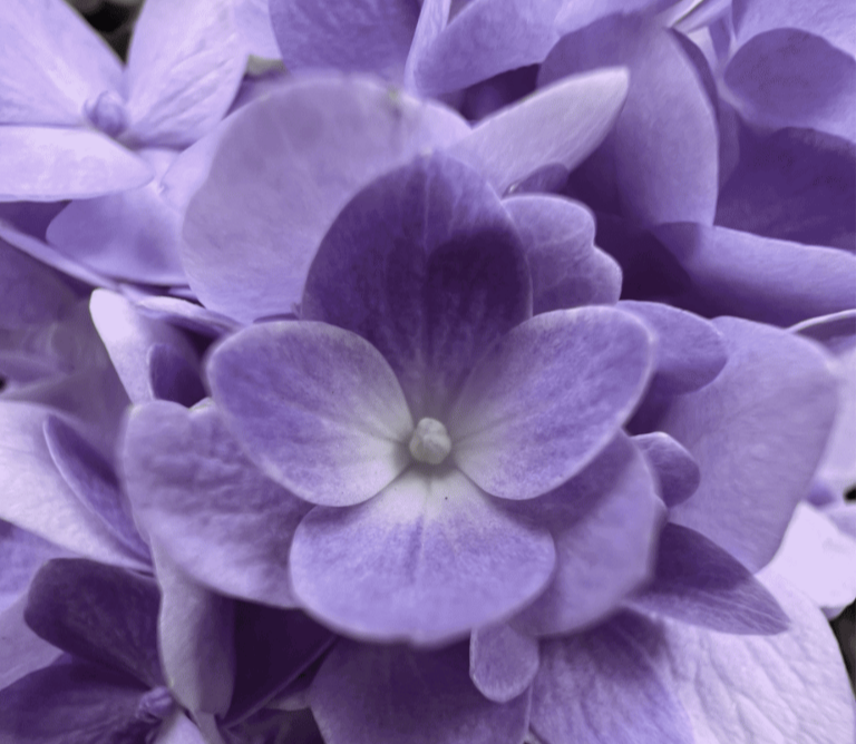 A flower near Food Court 1